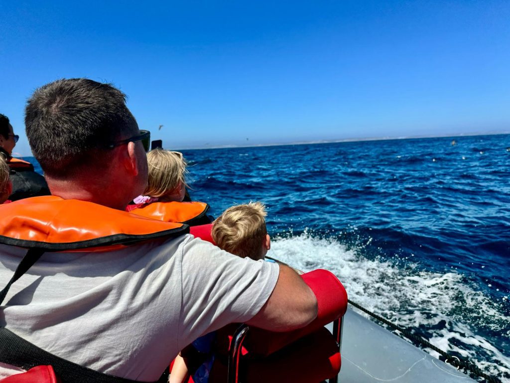 Dolphin watching in Salema